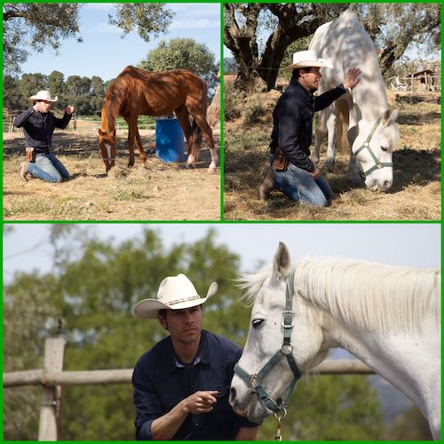 Los caballos y el Bullying. cavalls de Calma